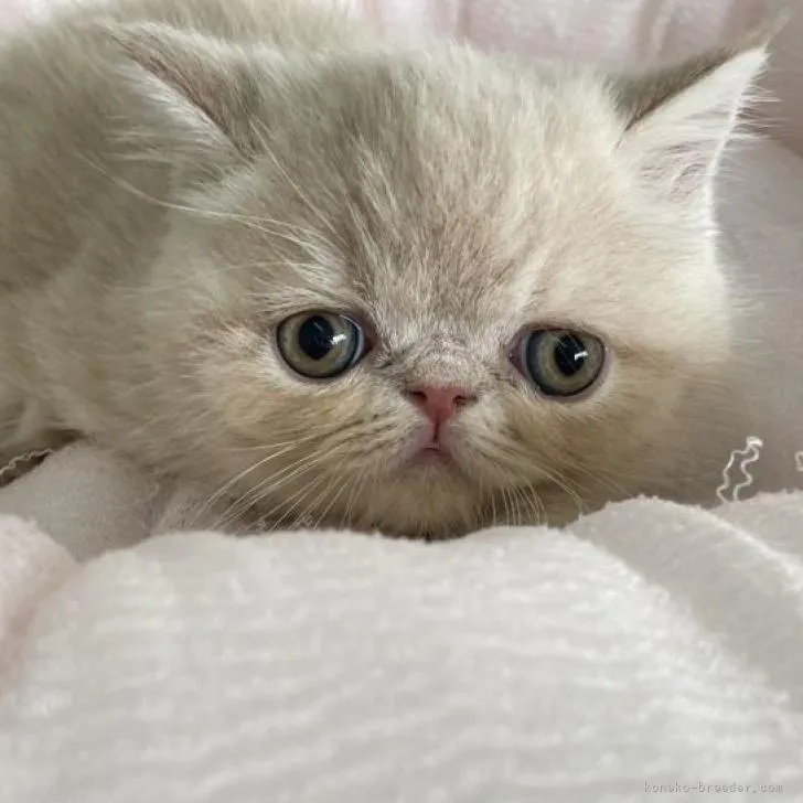 ID：2212-00043の子猫