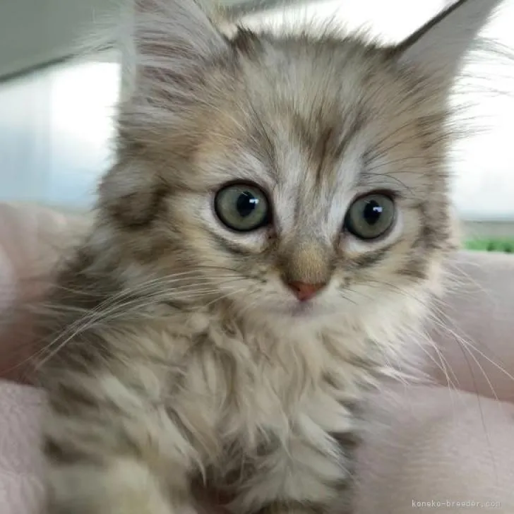 ID：2208-01893の子猫
