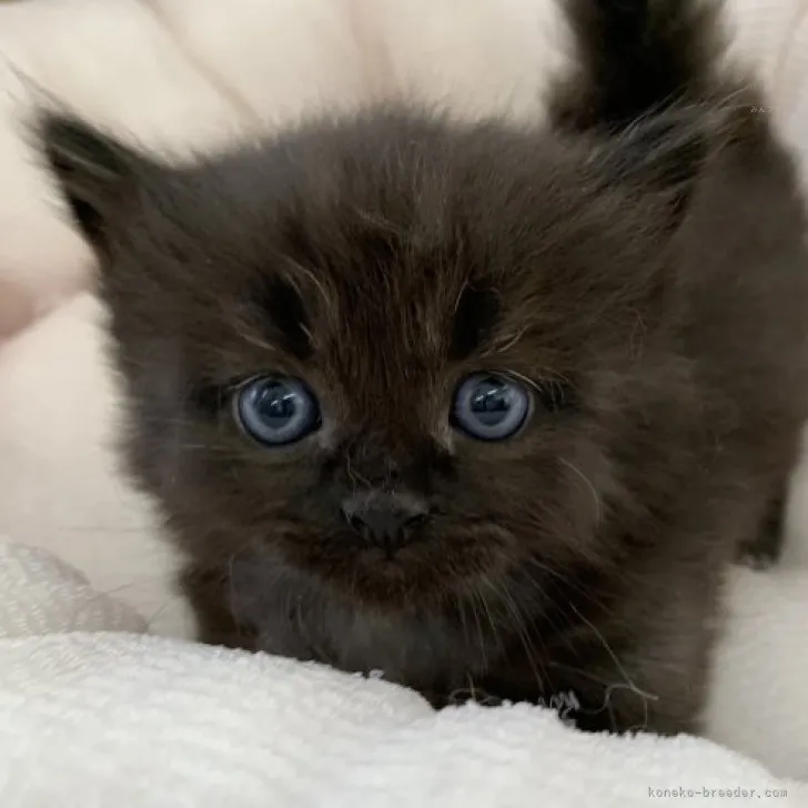 ID：2309-02945の子猫