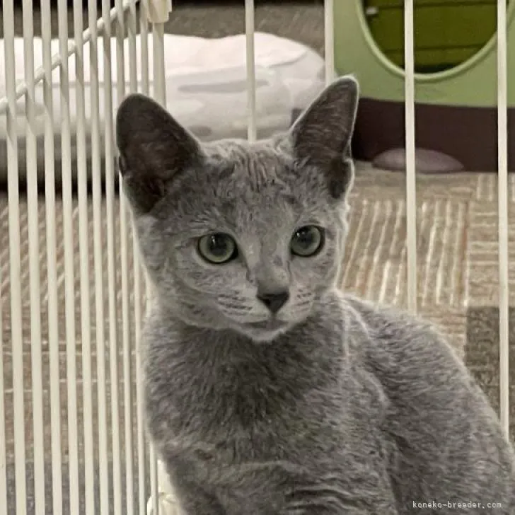ID:2212-00050の子猫