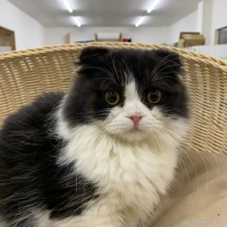 ID：2307-01647の子猫