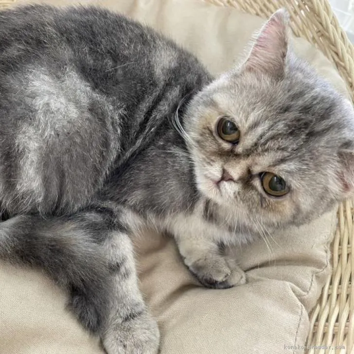 ID:2302-00594の子猫