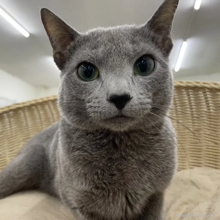 ID：2304-03192の子猫