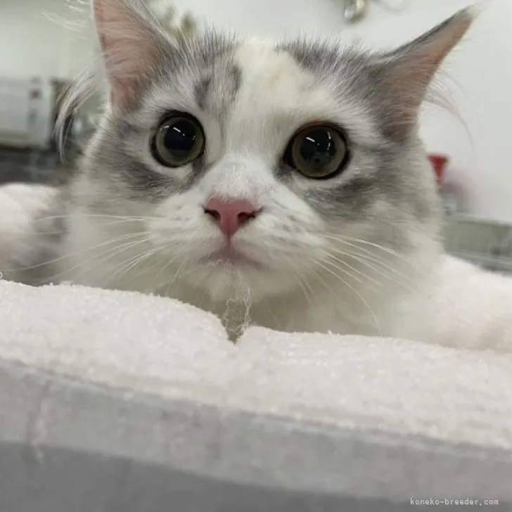 ID:2212-01957の子猫