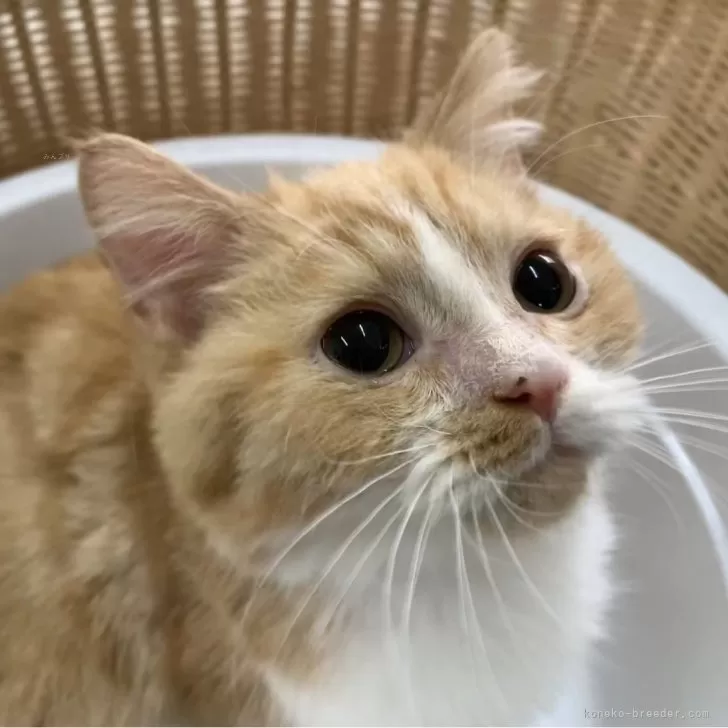 ID:2411-00138の子猫