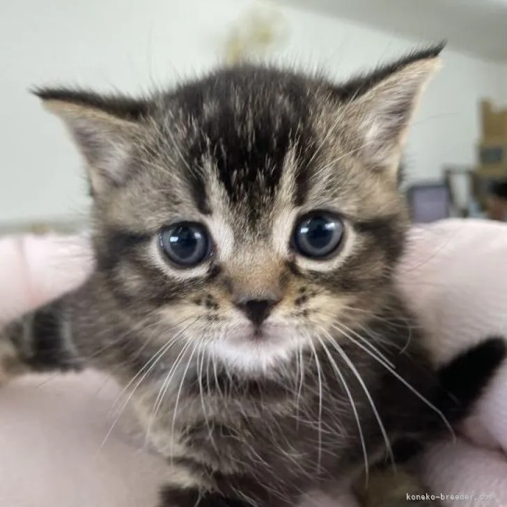 ID：2208-00379の子猫