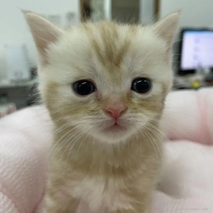 ID:2209-00262の子猫