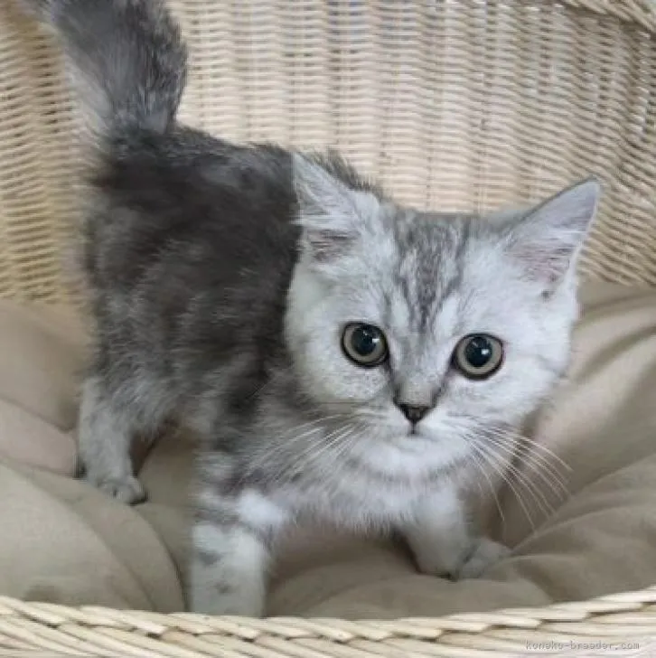 ID：2301-01214の子猫