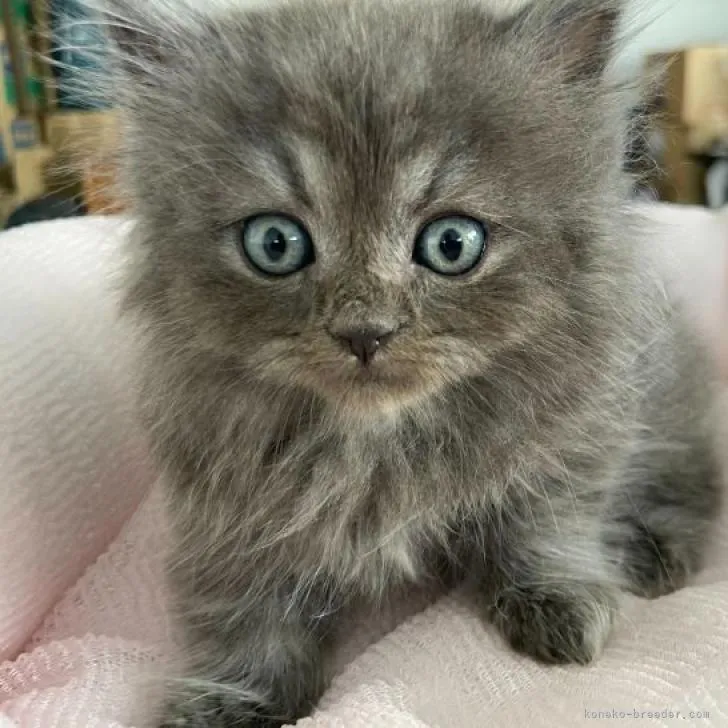 ID:2208-00395の子猫