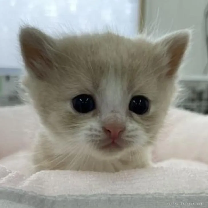 ID:2210-01022の子猫