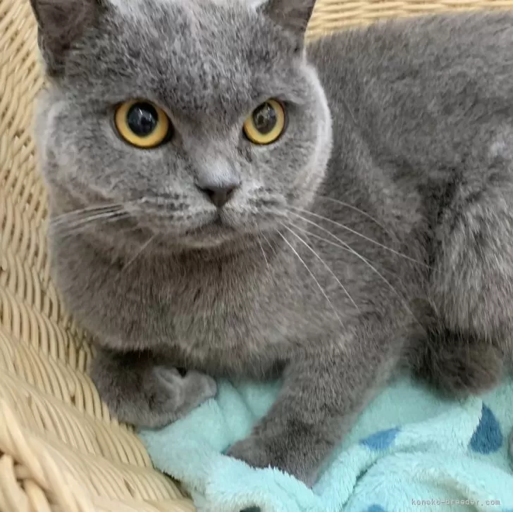 ID：2404-02275の子猫