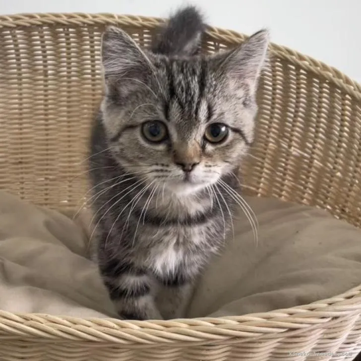 ID:2301-01215の子猫
