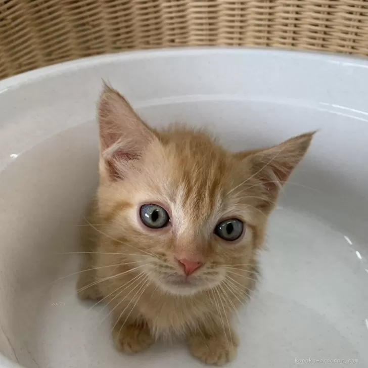 ID:2407-02701の子猫