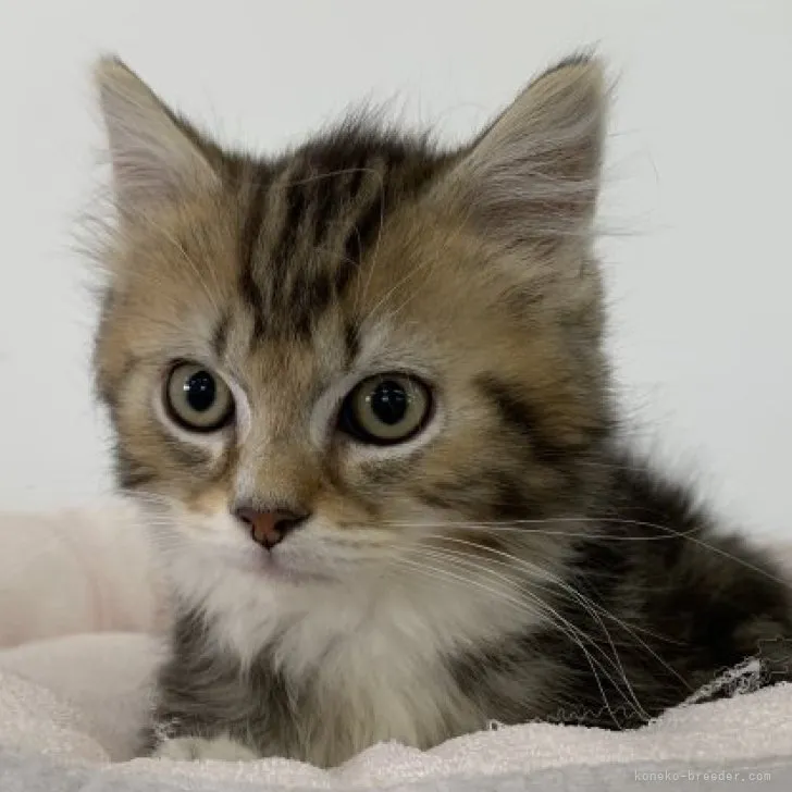 ID:2309-00735の子猫