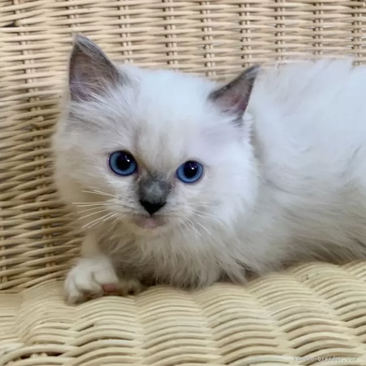 ID:2410-01908の子猫