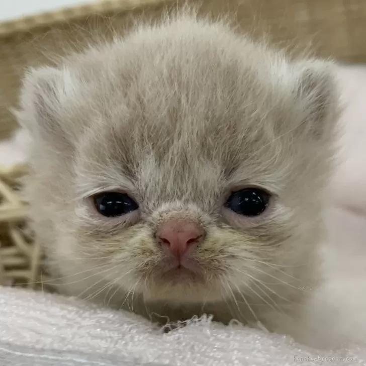ID:2402-00411の子猫