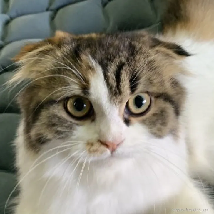 ID:2304-02295の子猫