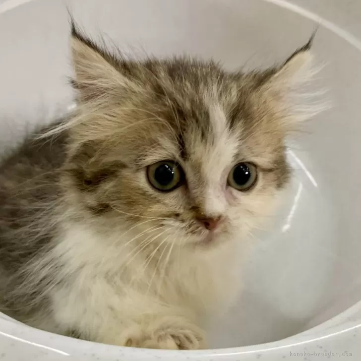 ID：2409-01829の子猫