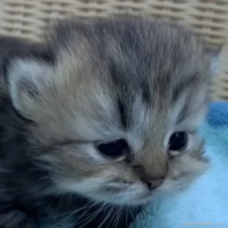 ID：2309-02179の子猫