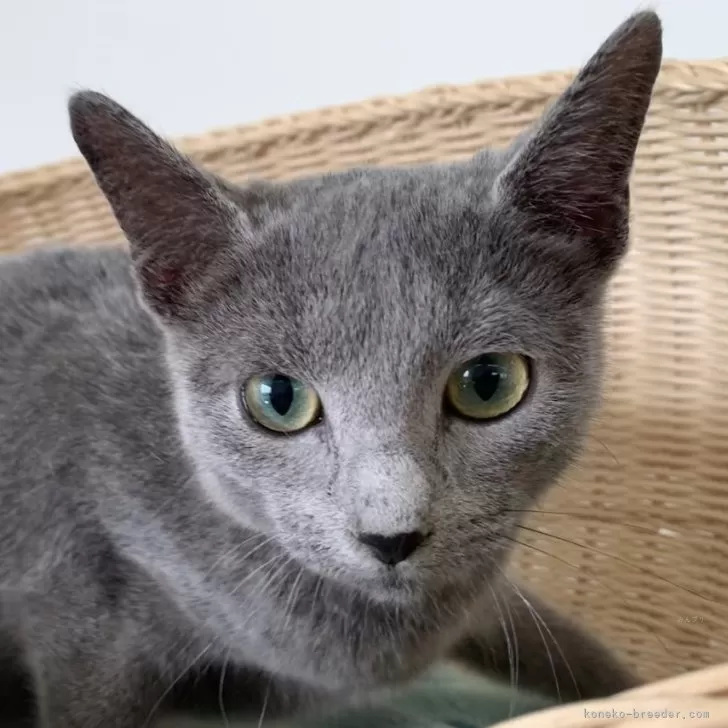 ID:2401-00647の子猫