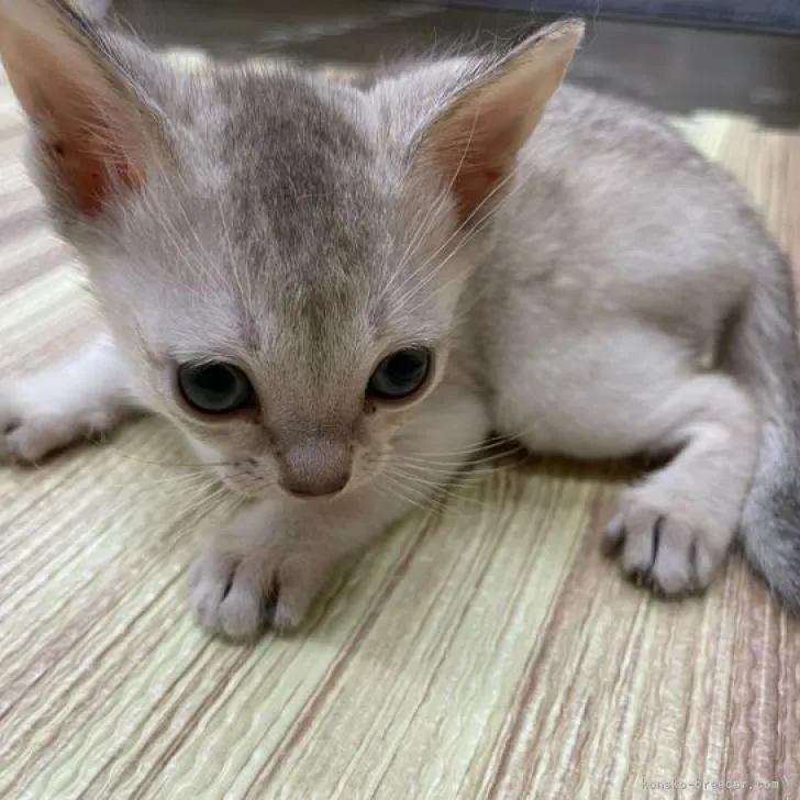 ID:2208-02397の子猫