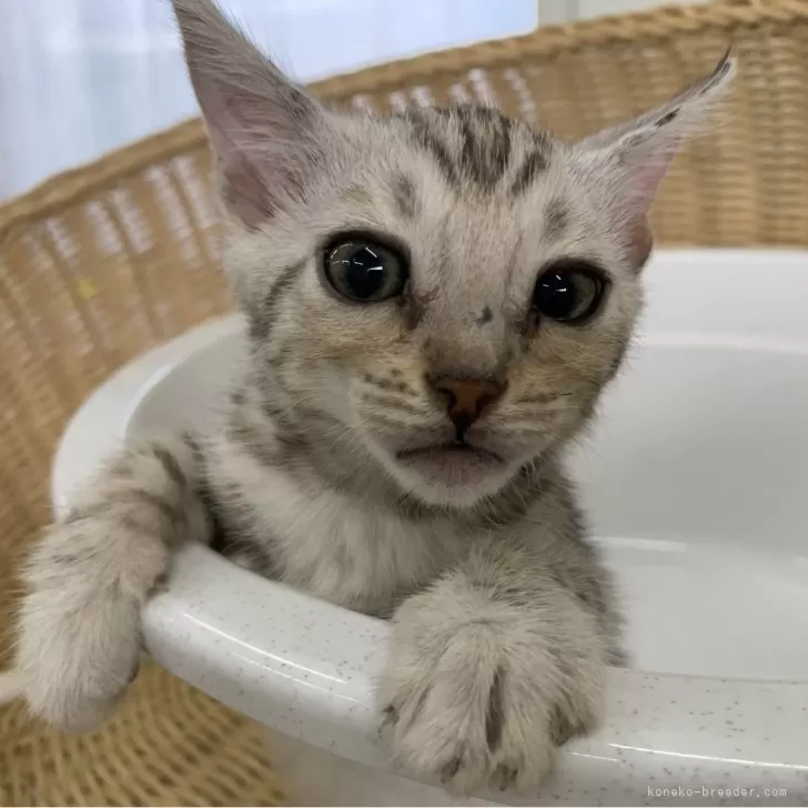 ID:2408-00013の子猫