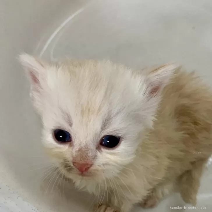 ID：2410-01870の子猫