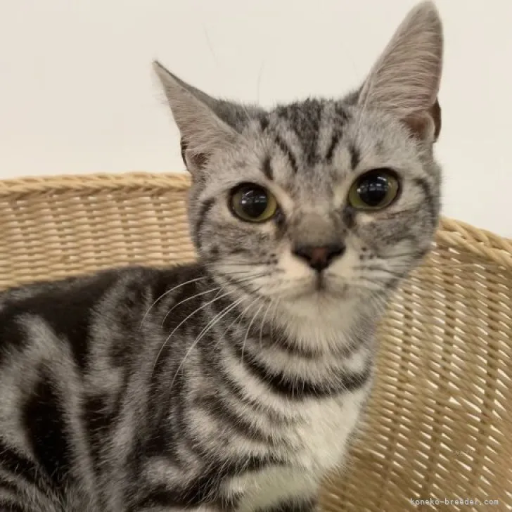 ID：2312-00706の子猫