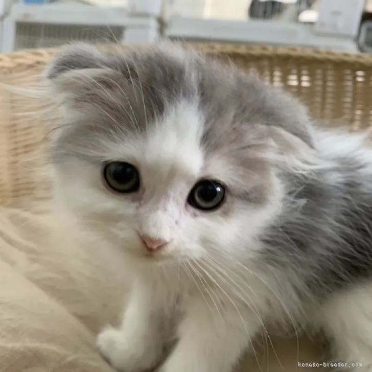 ID:2305-01709の子猫