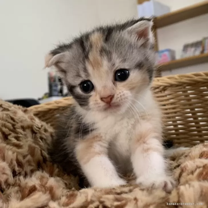 ID:2410-01907の子猫