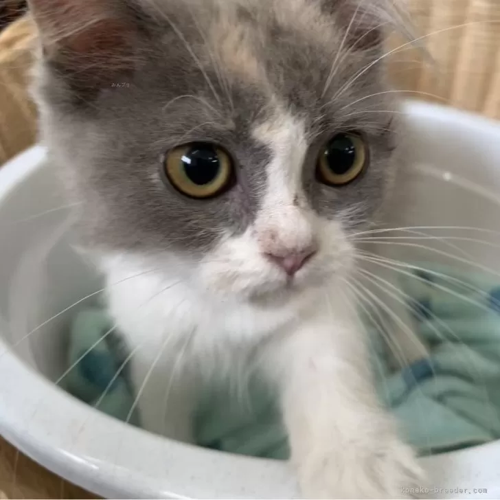 ID:2406-01647の子猫