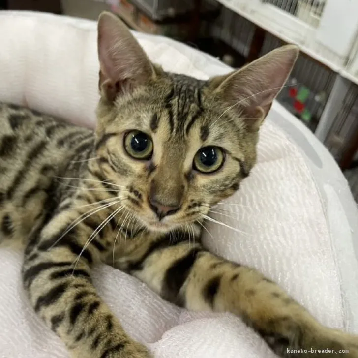 ID:2212-02584の子猫