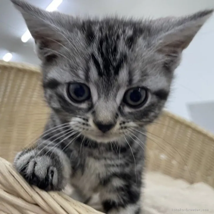 ID:2303-01285の子猫