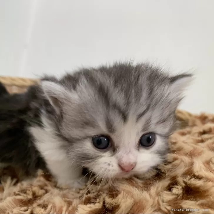 ID:2409-01830の子猫