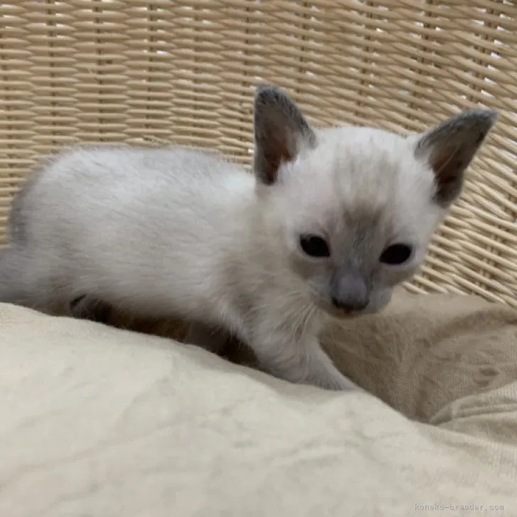 ID:2304-03193の子猫
