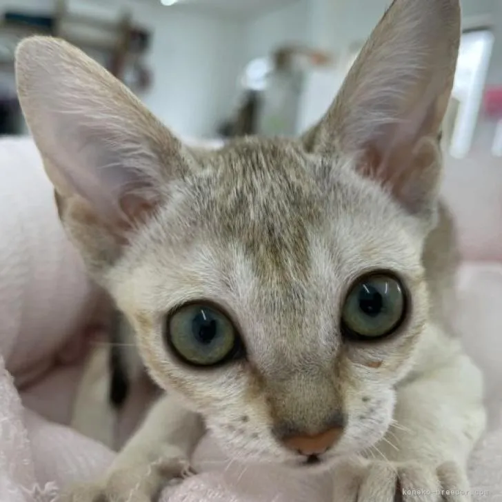 ID:2209-00012の子猫