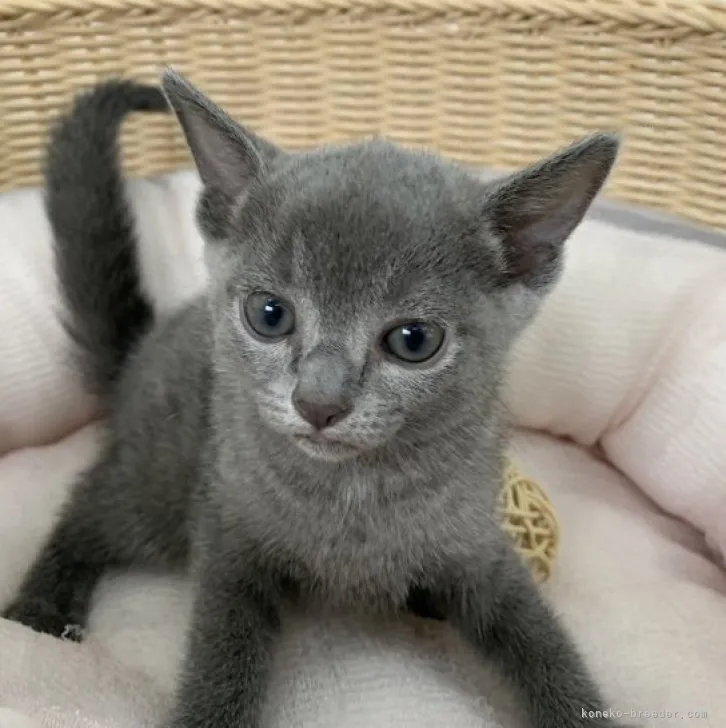 ID:2308-02995の子猫