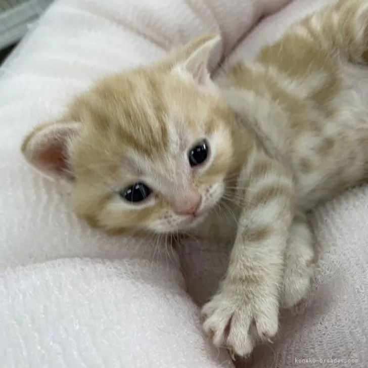 ID:2307-01376の子猫