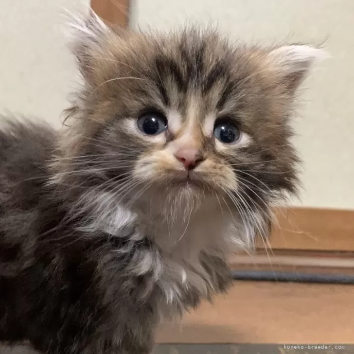ID:2402-00059の子猫