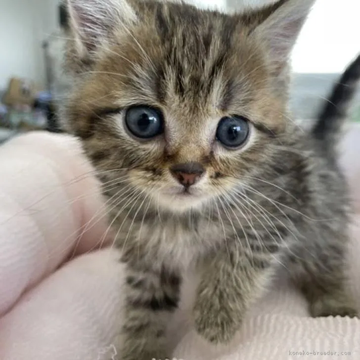 ID：2209-01004の子猫