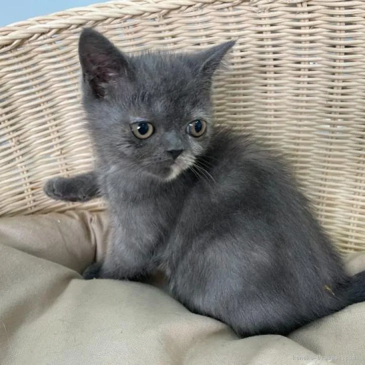 ID：2212-00049の子猫