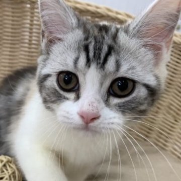 スコティッシュストレート【奈良県・女の子・2023年3月6日・シルバーパッチドタビー（フワフワちゃん）】の写真「とっても人慣れしています」