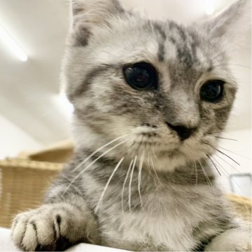 マンチカン(短足)【奈良県・男の子・2024年8月3日・シルバータビー（フワフワちゃん）】の写真「短い脚が可愛い男の子✨」