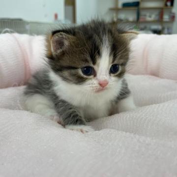 スコティッシュフォールド(立ち耳)【奈良県・女の子・2022年11月3日・キャリコ（フワフワちゃん）】の写真「元気いっぱいの女の子」