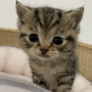 マンチカン(長足)【奈良県・男の子・2024年1月16日・ブラウンタビー（フワフワちゃん）】の写真「さらさらヘアーちゃん」