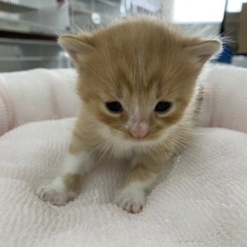 マンチカン(長足)【奈良県・男の子・2023年6月11日・レッドタビー&ホワイト（フワフワちゃん）】の写真「直接当店に来店で表示価格より10,000値引き。」