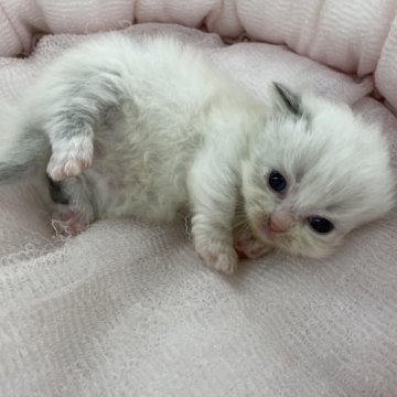 マンチカン(短足)【奈良県・男の子・2023年2月17日・ブルーポイント（フワフワちゃん）】の写真「直接当店に来店で表示価格より40,000値引き。」