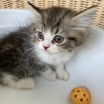 ペルシャ【奈良県・男の子・2024年6月7日・ブラウンタビー&ホワイト（フワフワちゃん）】の写真「ふわふわな男の子✨️」