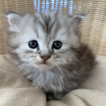 ミヌエット(短足)【奈良県・女の子・2023年7月5日・シルバーパッチドタビー（フワフワちゃん）】の写真「直接当店に来店で表示価格より5000値引き。」