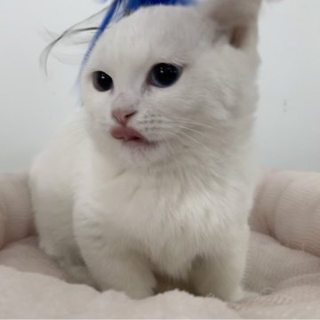 マンチカン(短足)【奈良県・女の子・2023年6月11日・ホワイト（フワフワちゃん）】の写真「直接当店に来店で表示価格より5000値引き。」